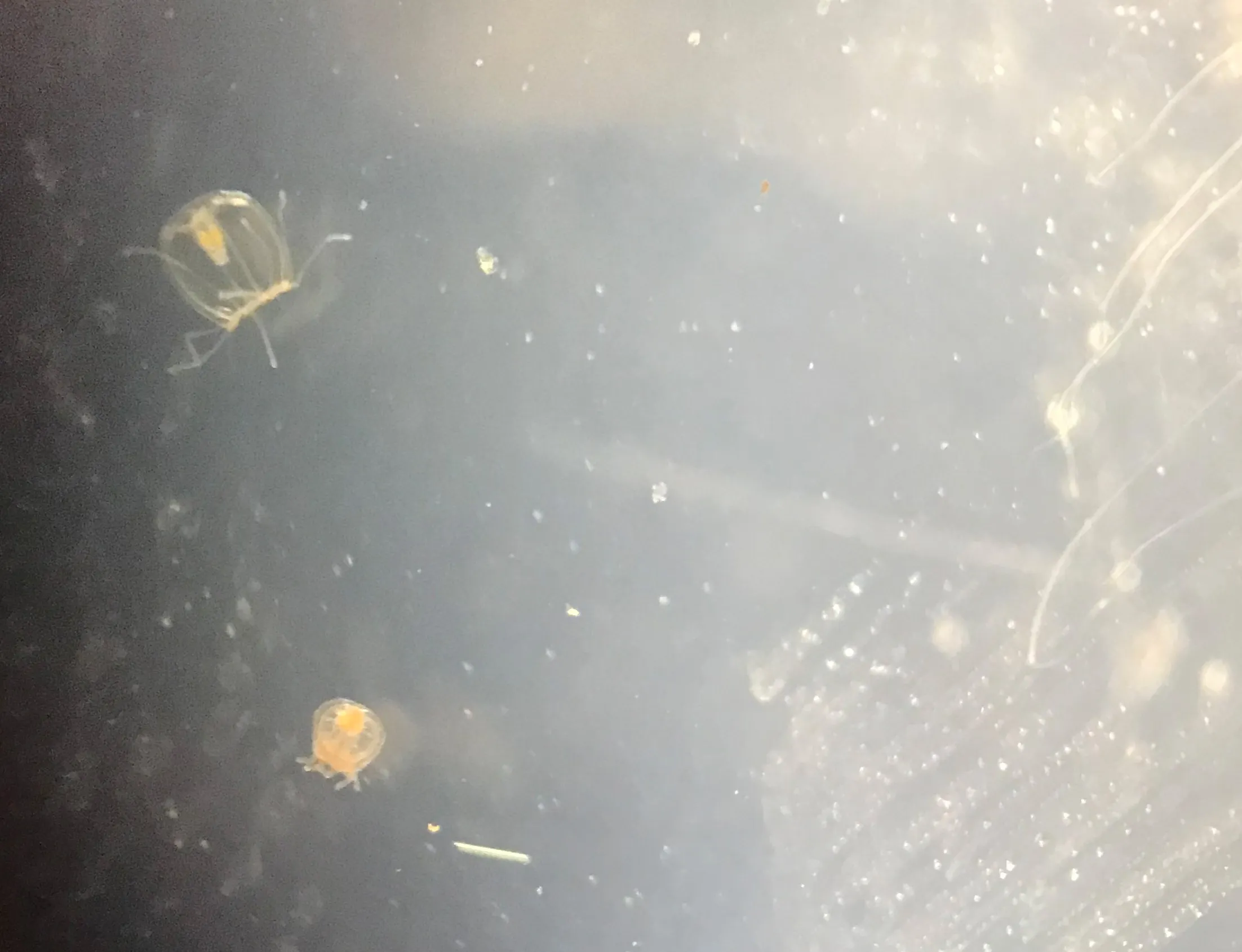 Turritopsis dohrnii photographed by the Miglietta Lab