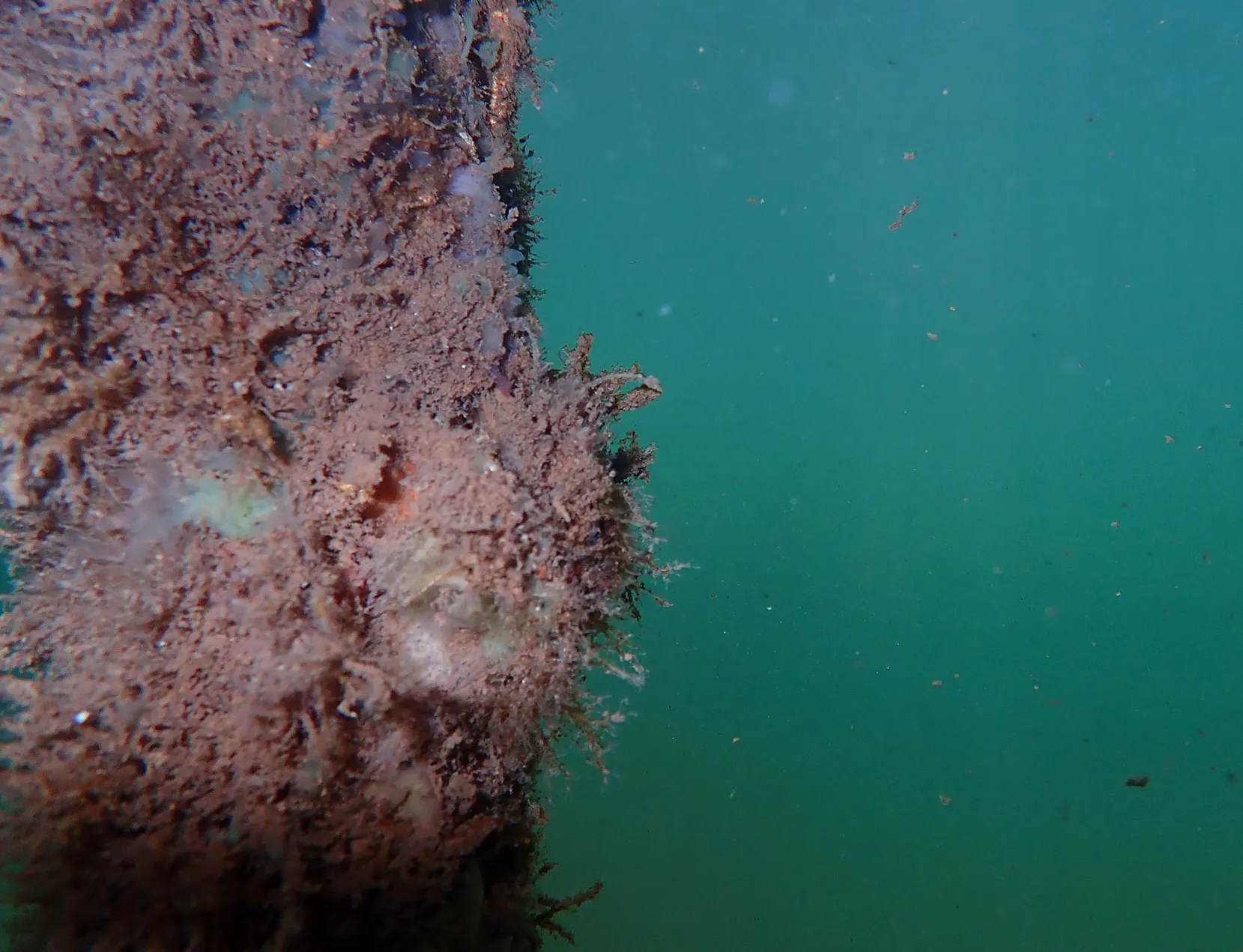 Turritopsis dohrnii photographed by the Miglietta Lab