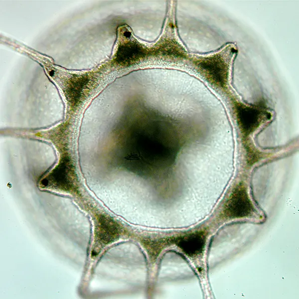 A tropical-region Turritopsis dohrnii medusa, showing eight tentacles