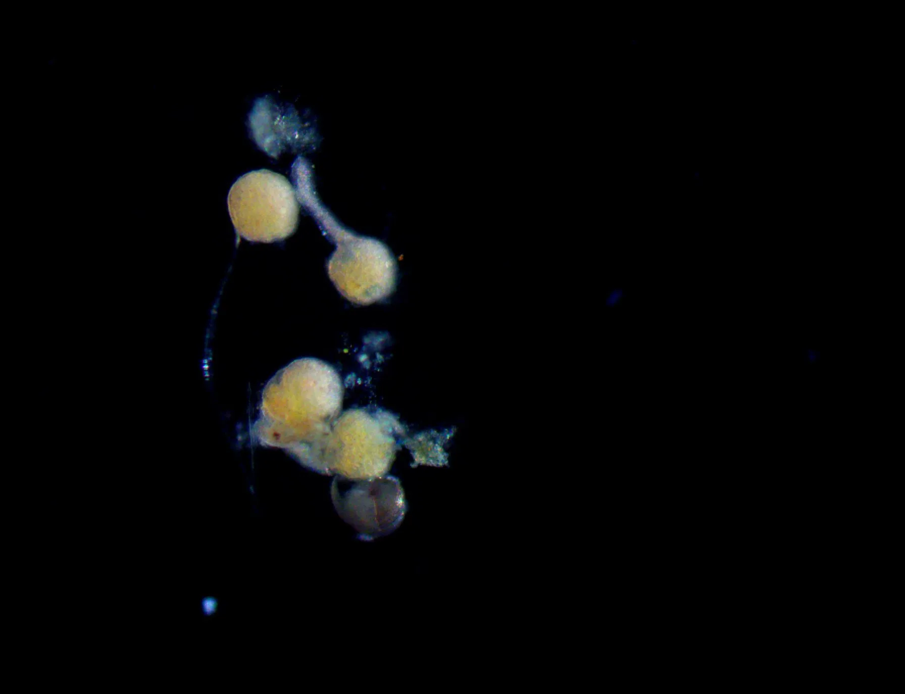 Turritopsis dohrnii photographed by the Miglietta Lab